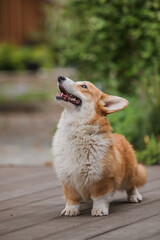 Corgi dog smiling and looking at the camera
