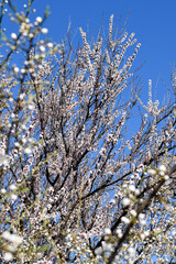 White flowers on tree blooming in spring blurred background.