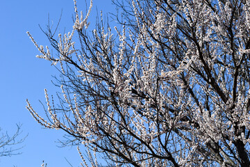 branches against blue sky