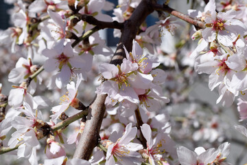 Pink flowers on branch, natural spring background, daylight, beautiful weather