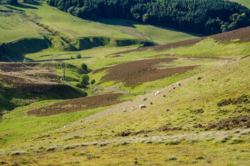 Sunlight on a sheep pasture in Scotland