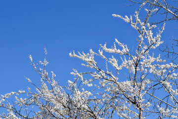 Blossoming tree branches on blue sky, white flowers