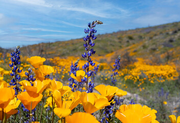 Close Up View of Mexican Poppies and Lavender Lupines In The Arizona Desert Near Phoenix 2023