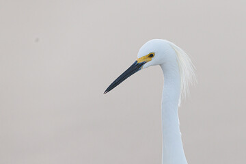 A close up of a snowy egret