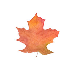 Fototapeta na wymiar watercolor autumn fall leaf - brown maple. illustration isolated on white backgound. design fog greeting cards, invitation, wallpaper,print