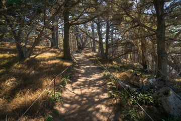 Fototapeta premium Trail at Point Lobos State Natural Reserve
