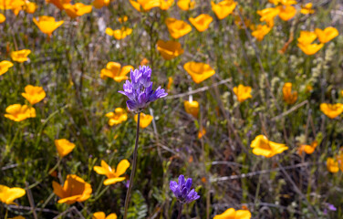 Close Up View Desert Wildflowers In Arizona During Superbloom 2023