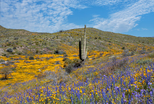 A Saguaro Cactus In A Field Of Blooming Wildflowers In Arizona 2023 