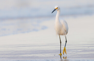 A snowy egret on the shore in early morning