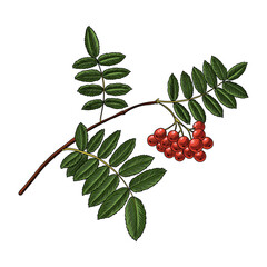 vector drawing branch of rowan with red berries and green leaves isolated at white background, hand drawn illustration