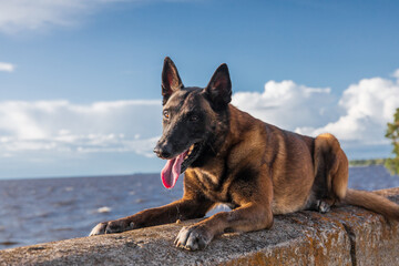 A dog stands on a ledge with a blue sky and a white vehicle in the background.