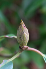 Bud of plant