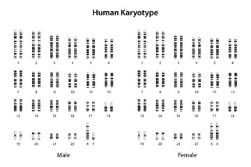 Human Karyotype (male and female) - obrazy, fototapety, plakaty