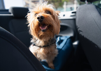 Happy little dog smiling in the back seat of a car