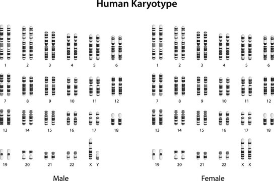 Human Karyotype (male and female)