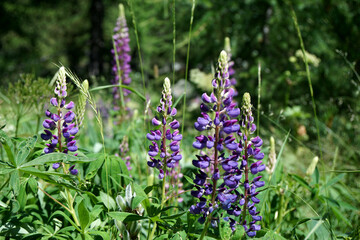 Magnificent flowers Switzerland