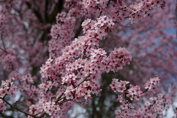 Magnificent flowers Switzerland