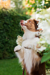 A dog sits in a garden with flowers and leaves