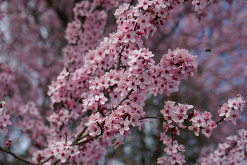 Magnificent flowers Switzerland