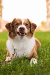 Miniature American Shepherd dog on the grass in the park