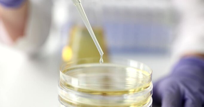 Yellow oil liquid drips from pipette into petri dish closeup. Quality control of oil and oil products