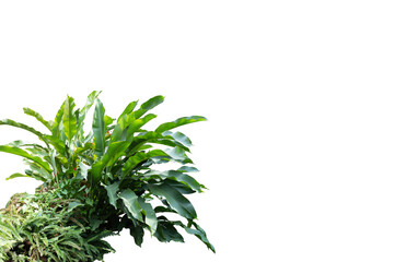Philodendron growth in shade garden