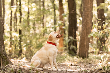 A yellow lab dog in a forest