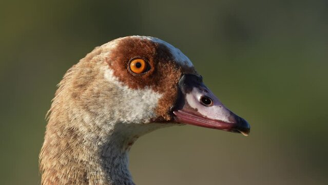Egyptian goose (Alopochen aegyptiaca). Vermont Salt Pan. Hermanus, Whale Coast, Overberg, Western Cape, South Africa.