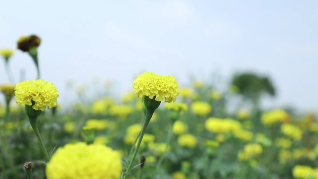 A pale yellow marigold flower swaying in the wind