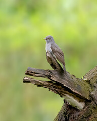 lone grey-bellied cuckoo perched on a dead tree branch