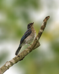 juvenile tickell's blue flycatcher perched on a tree branch