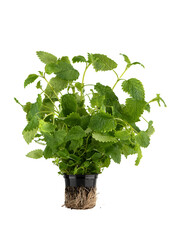 Melissa in a pot isolated on a white background.