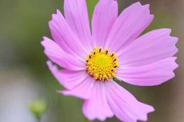 Obraz premium ピンク色のコスモスの花