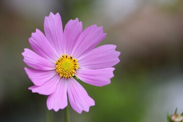 Obraz premium ピンク色のコスモスの花