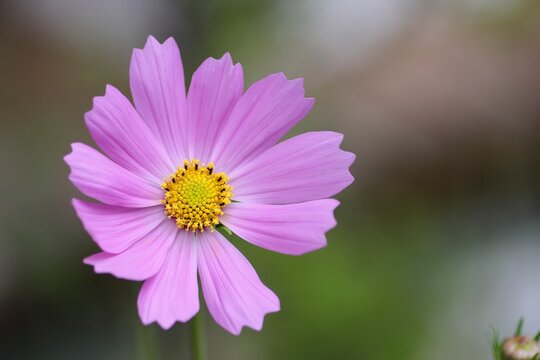 ピンク色のコスモスの花