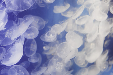 jellyfish in water