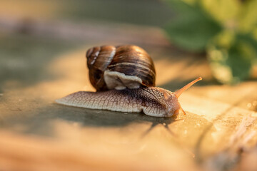 A slow grape snail crawls up the bark of a tree overgrown. Snails in the nature