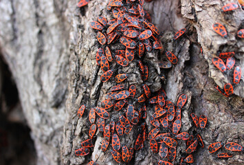 Swarm Of Red Fire Bugs Sit On The Warm Bark Of Old Willow Tree 
