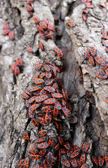 Vertical Image Of Firebugs Swarmed Tree Trunk Closeup View 

