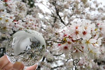 ガラスの地球儀と桜　glass globe and cherry blossoms