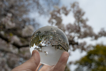 ガラスの地球儀と桜　glass globe and cherry blossoms