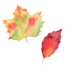 watercolor autumn leaves - brown, green, red, gold. fall illustration for greeting cards, invitation, fabric, print. design isolated on white background