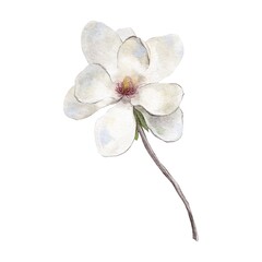 Fototapeta na wymiar white magnolia isolated on white