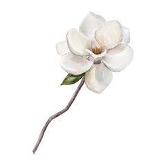 Naklejka na ściany i meble white magnolia isolated on white