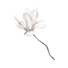white magnolia flower