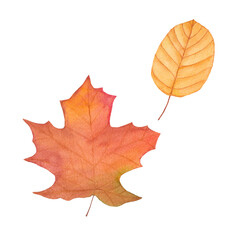 watercolor autumn leaves - brown, green, red, gold. fall illustration for greeting cards, invitation, fabric, print. design isolated on white background