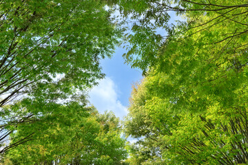 Fototapeta premium 新緑の木々と青い空