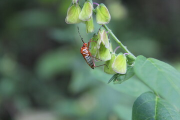 Inseto Miridae em uma planta! Imagem com foco.