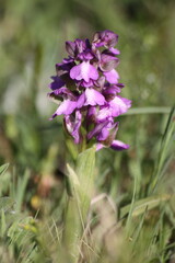 Green-winged orchid flowers in the field