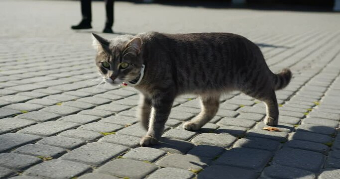 a gray cat steps and walks towards the camera with a gps tracker around its neck. cat on the background of men's legs. cat walking on the street